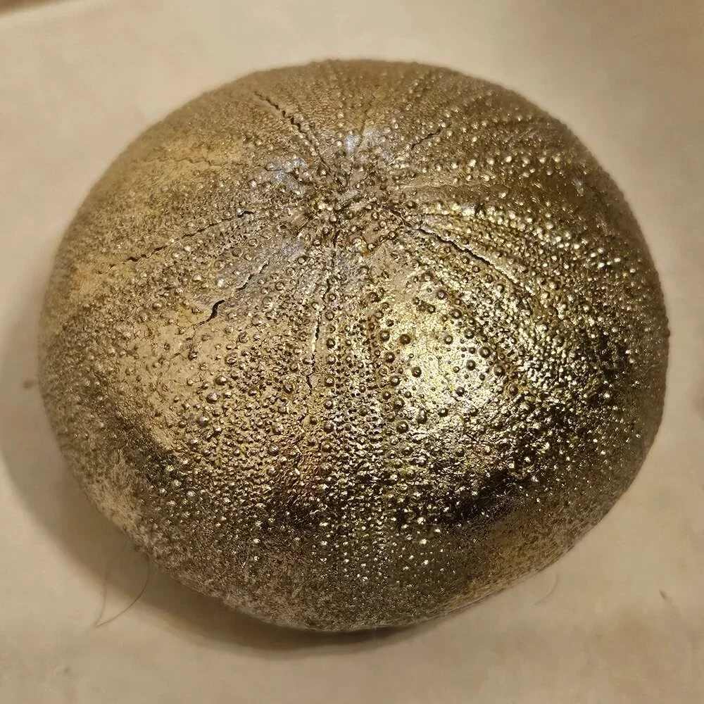 REGINA ANDREW SILVER CONCH SHELL COASTAL BEACH VASE FILLER HOME TABLE DECOR